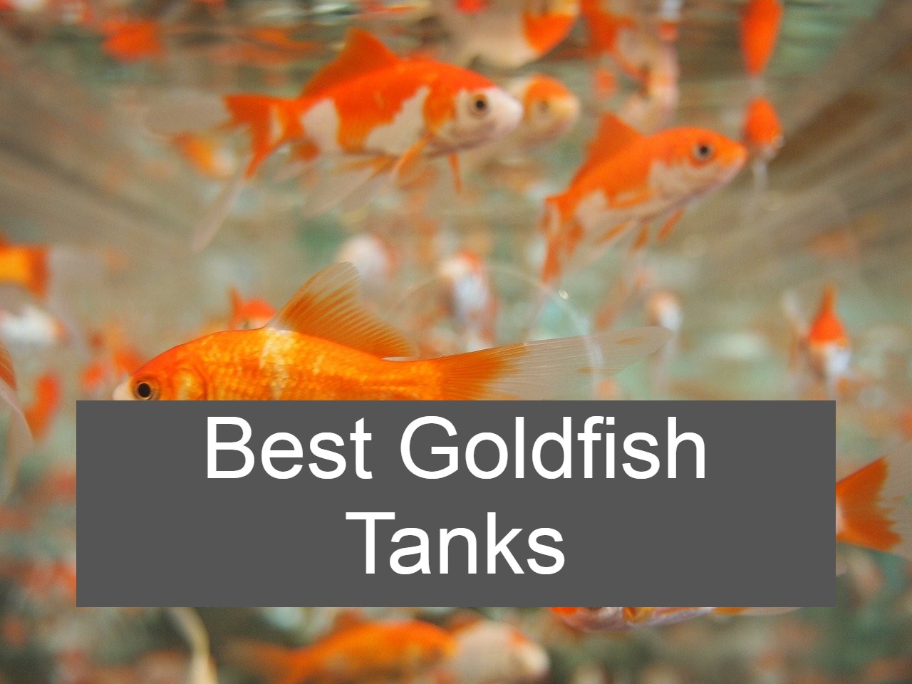 Goldfish Aquarium v1[1].0