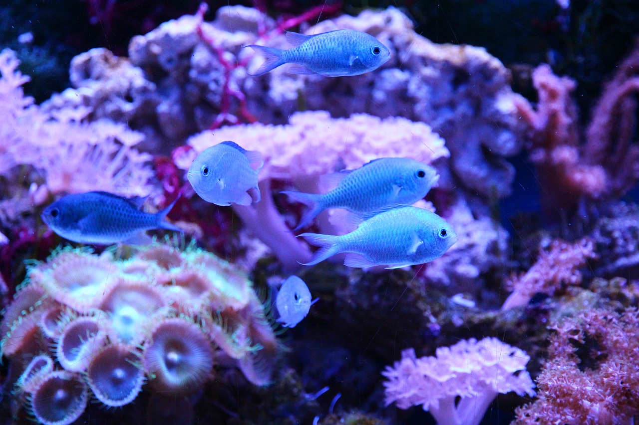 Chromis care hotsell