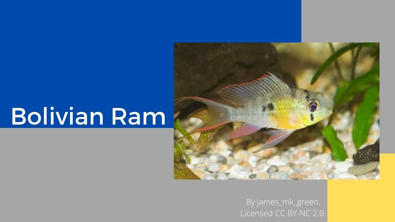 Bolivian ram outlet care