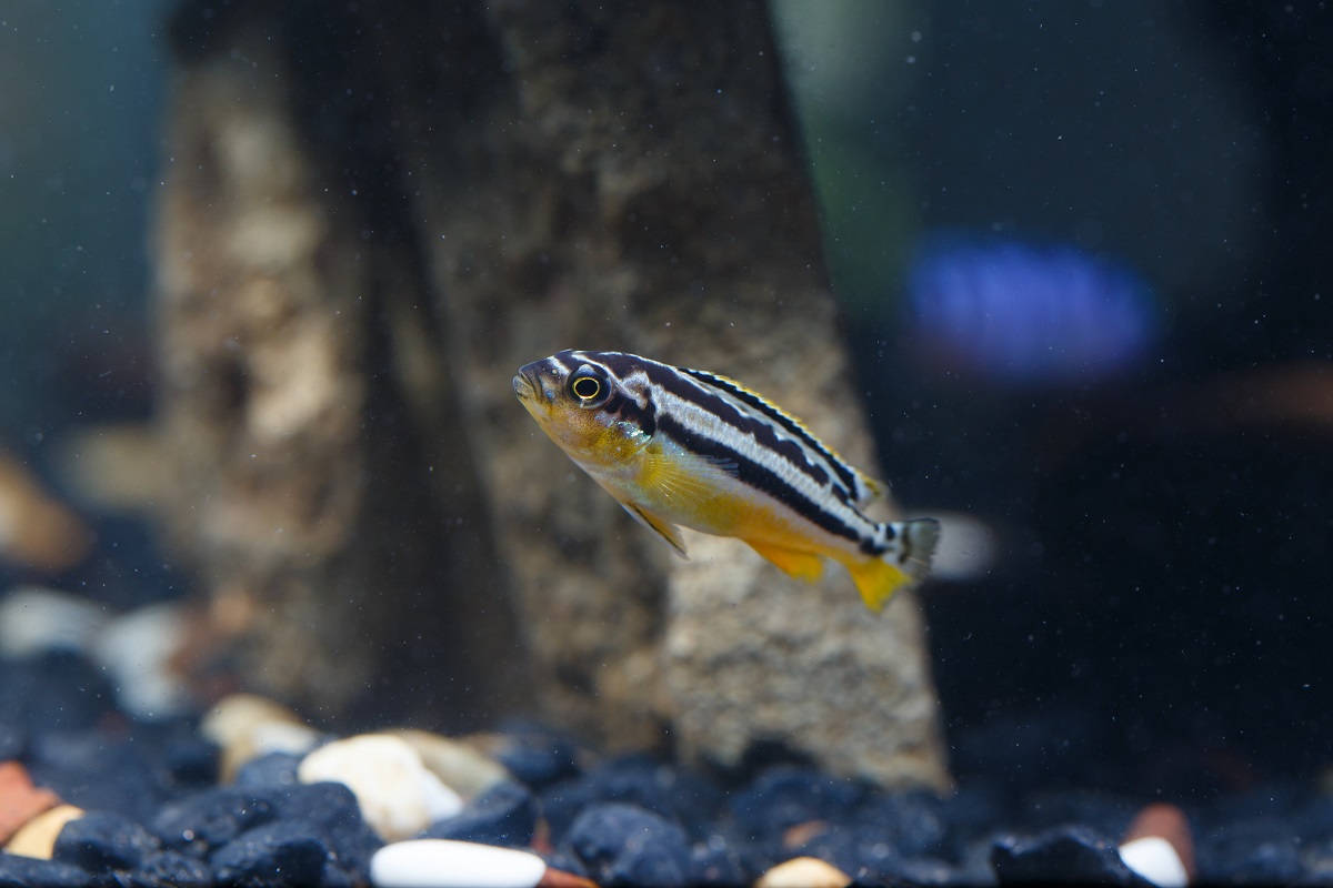 zebra danio care