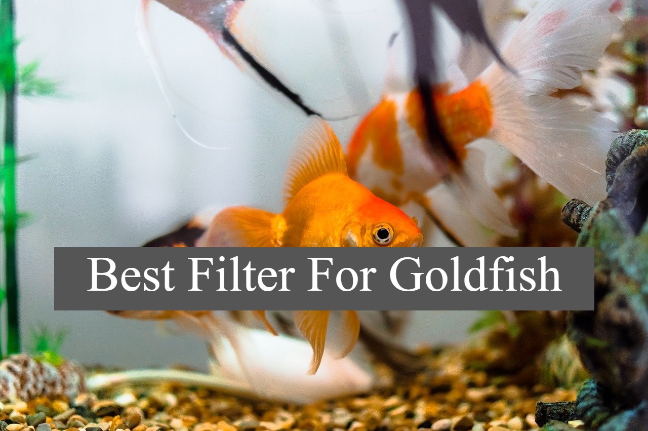 best filter for goldfish tank